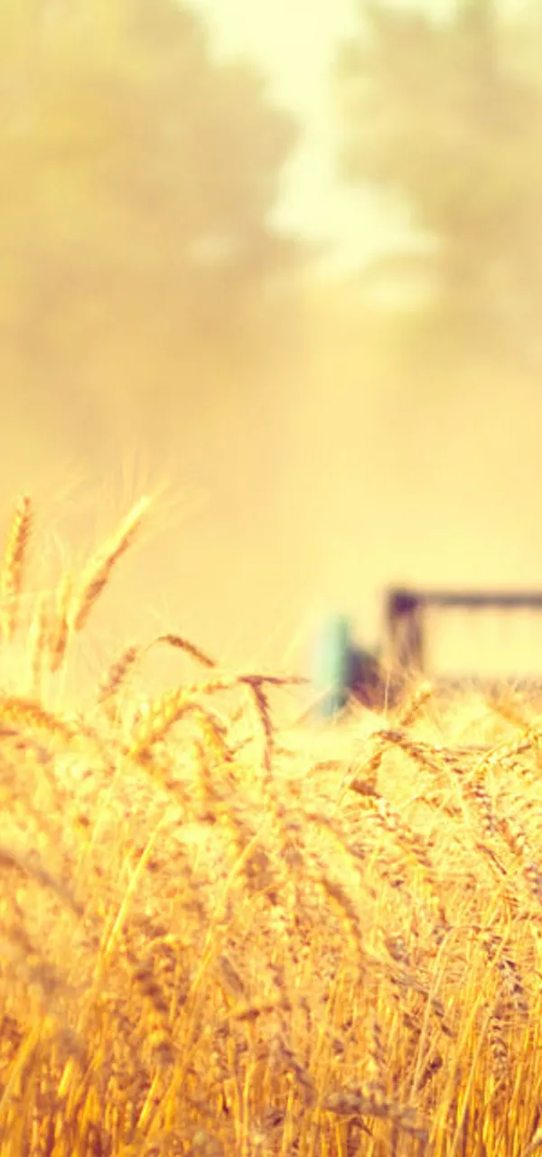 Staple Food Industry